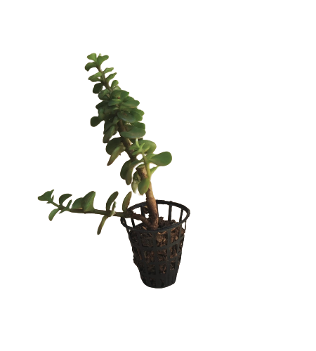 Jade Plant Sapling