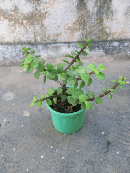 Jade