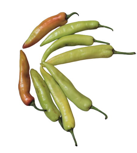 Organic Baji Chilli Seeds - Image 2