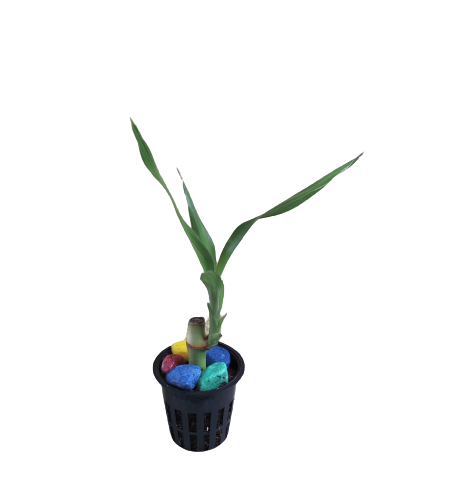 Lucky Bamboo Plant