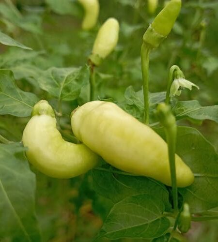 Baji Chilli