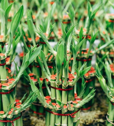 Lucky Bamboo
