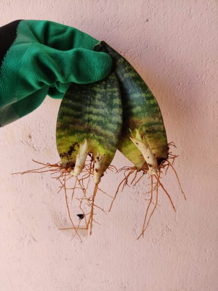 Snake Plant Sapling 1 (pc)