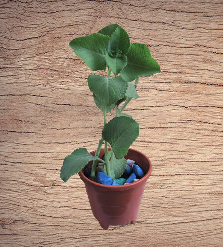 Organics Ajwain Plant