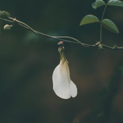 White Butterfly Pea flower