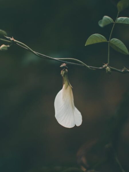 White Butterfly Pea flower