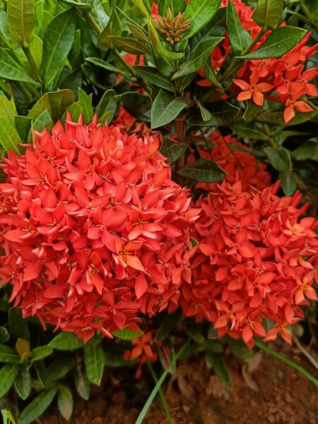 Short Exora Red Idlykuthu