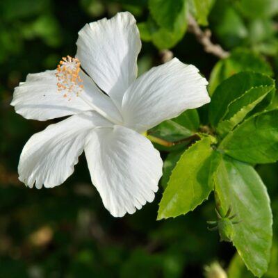 White-Hibiscus