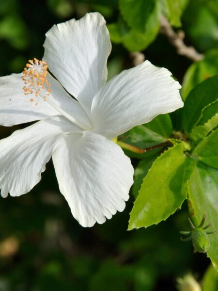 White-Hibiscus
