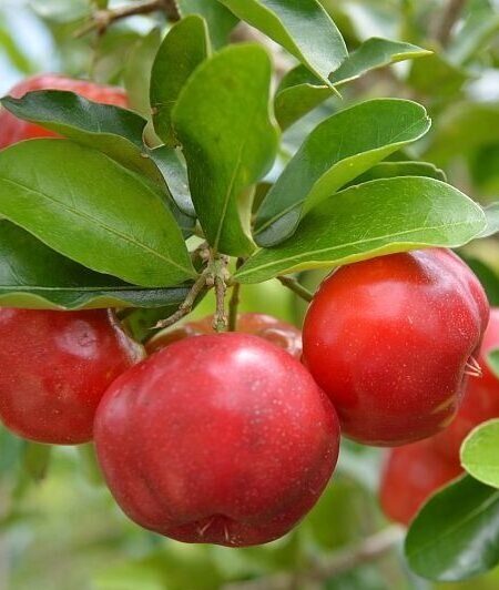 barbados-cherry