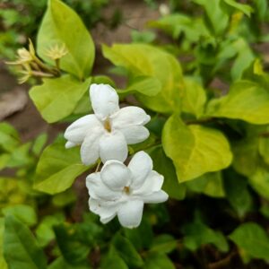 gundumalli-arabic-jasmine-plant