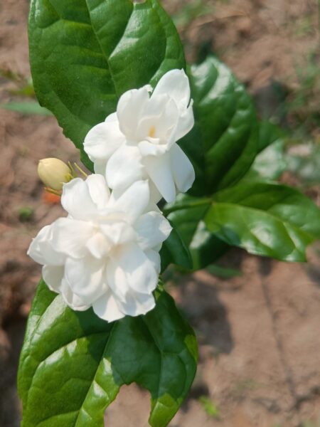 Layered Jasmine – Adukku Malli