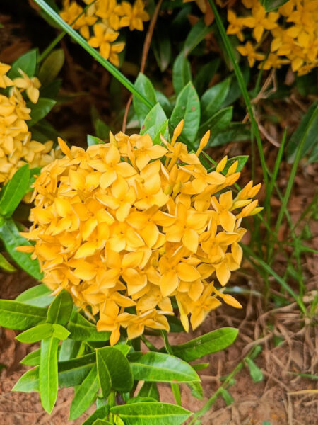 Mini Yellow Exora Idlykothu