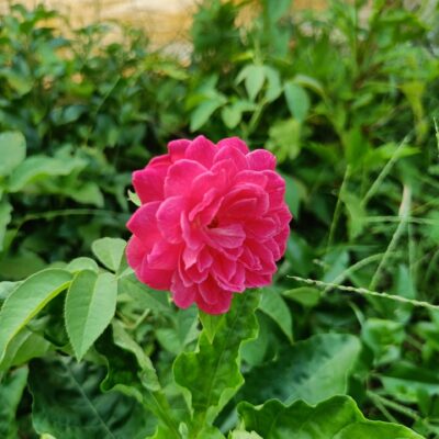 native-rose-red.jpg